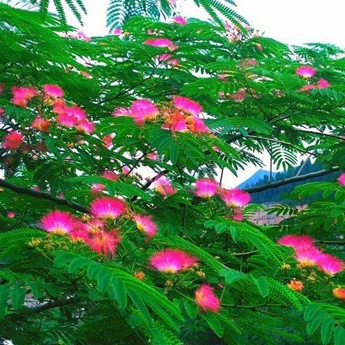沭阳县合欢树苗庭院花卉植物芙蓉树南北方遮阴树木别墅工程行道绿化苗
