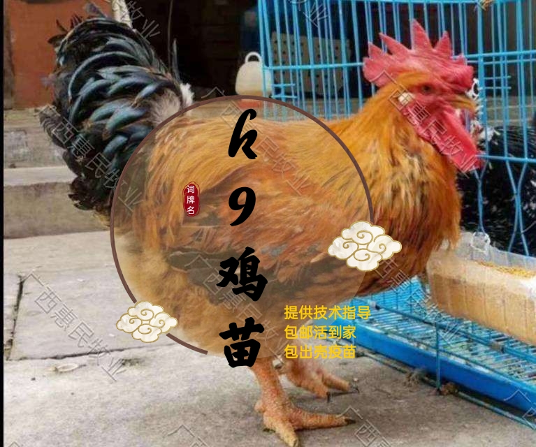 K9鸡苗  K9肉鸡苗 882/灰羽/K901麻黄鸡苗出壳活
