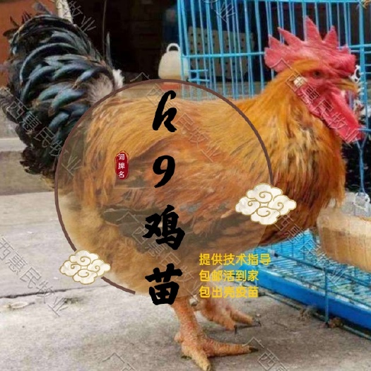 南宁K9鸡苗  K9肉鸡苗 882/灰羽/K901麻黄鸡苗出壳活