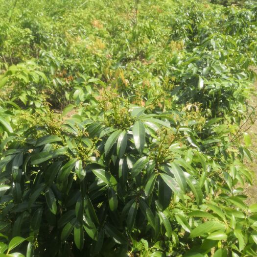 灵山县荔枝苗，