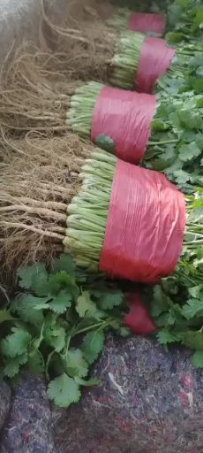 邯郸香菜