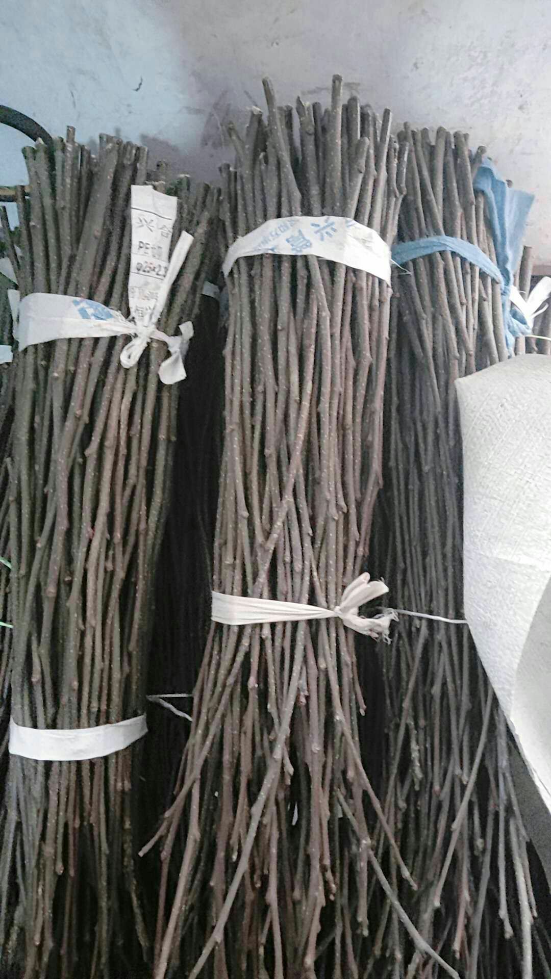 大红袍花椒苗 大红袍嫁接无刺枝条