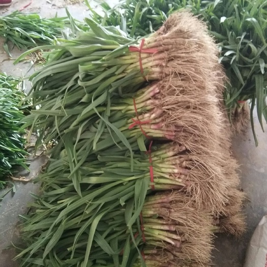 丰县红根蒜苗 40 - 45cm 
