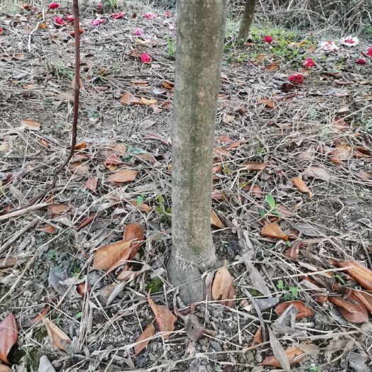灵川县茶花树 140cm以上