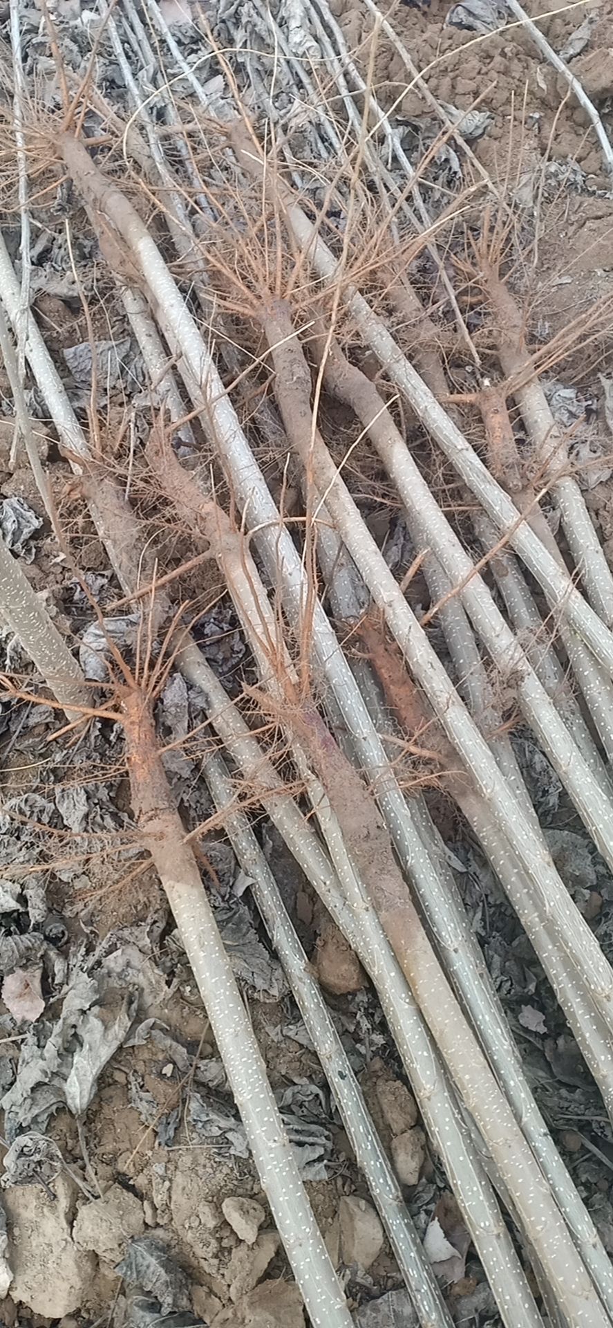 107杨树苗，规格1-----4公分，高度2-----5米。