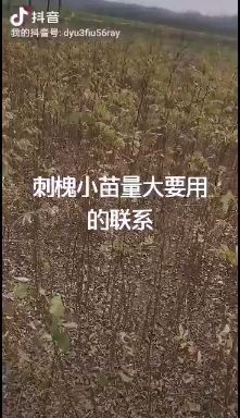 3公分刺槐大量上货