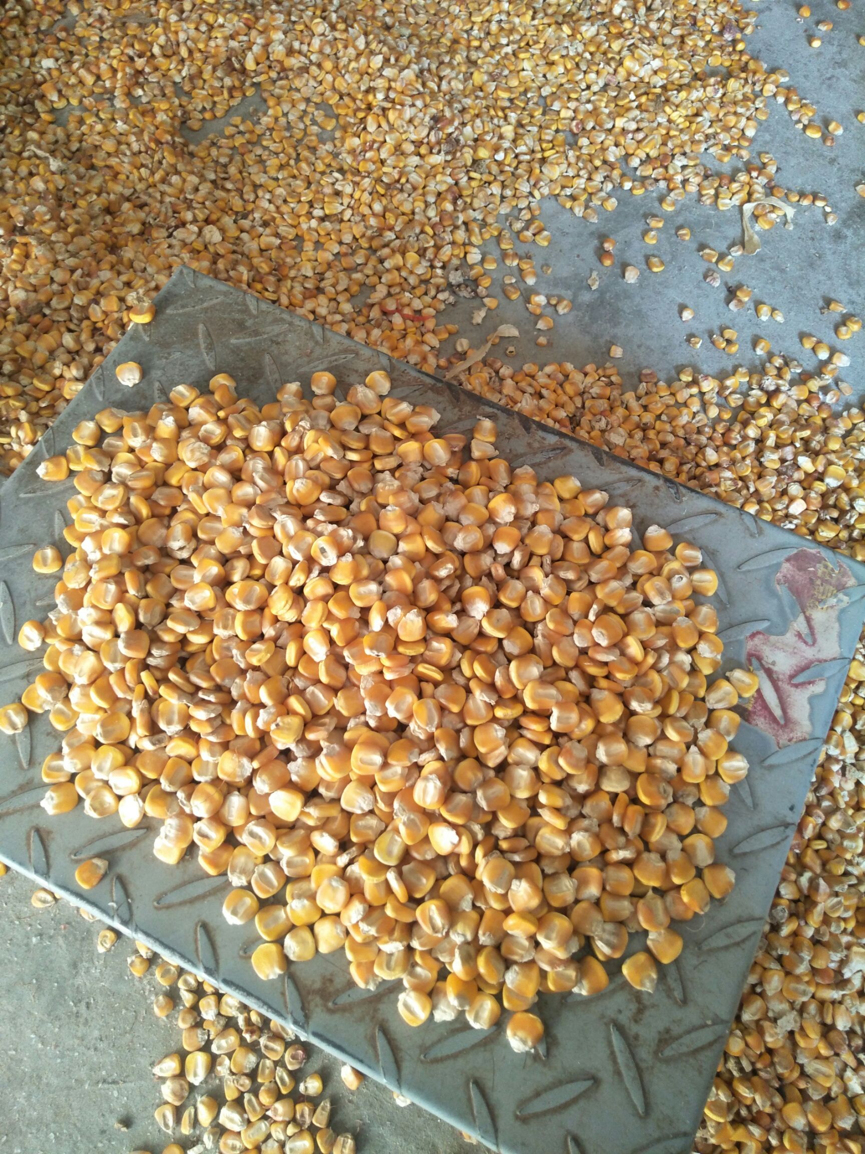 干玉米 净货 水份＜14% 