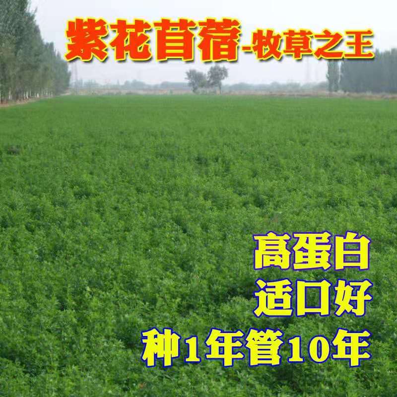紫花苜蓿种子  紫花苜蓿草——牧草**，草质优良高蛋白高营养适口性好。