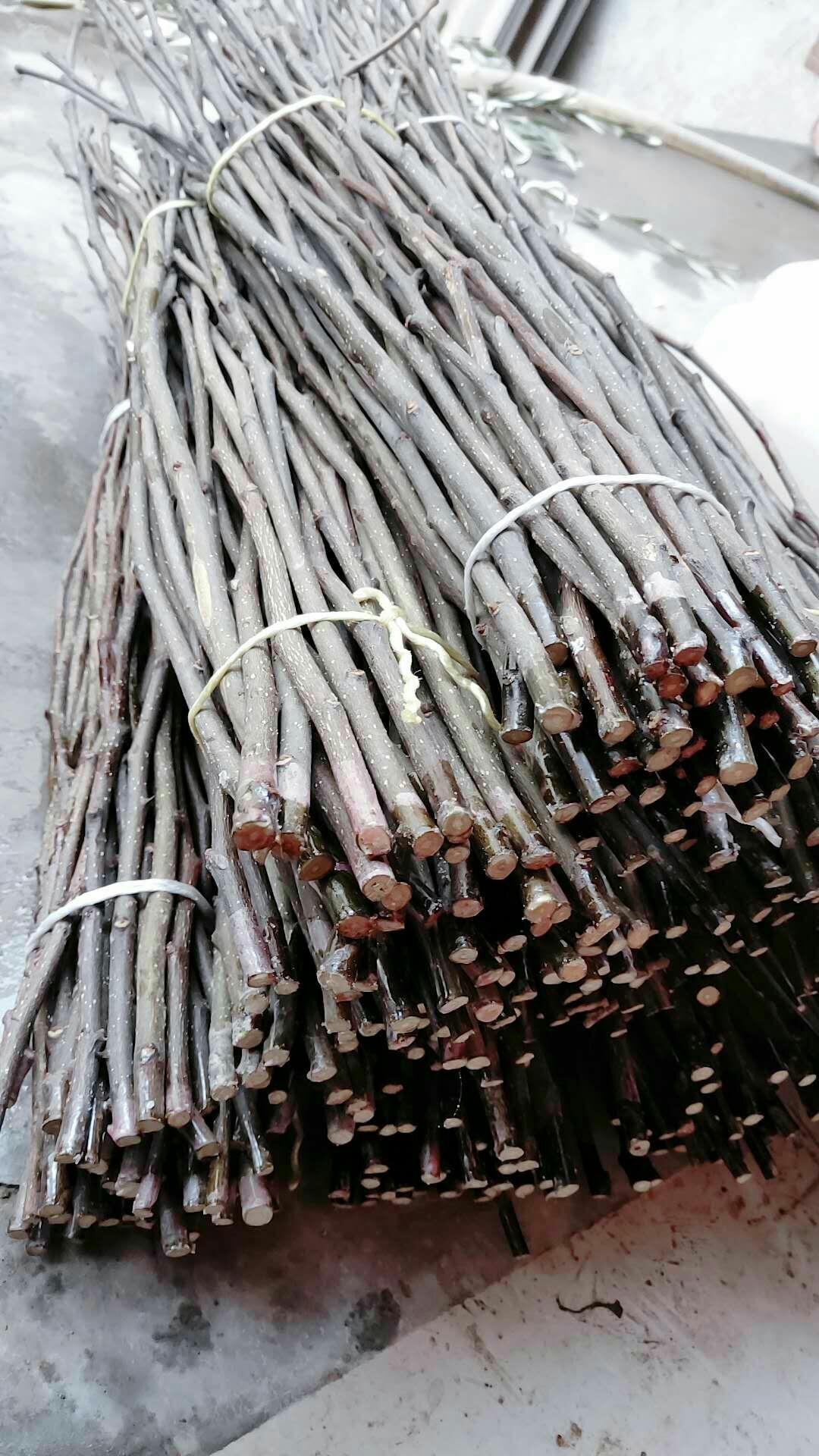 大红袍花椒苗 大红袍嫁接无刺枝条