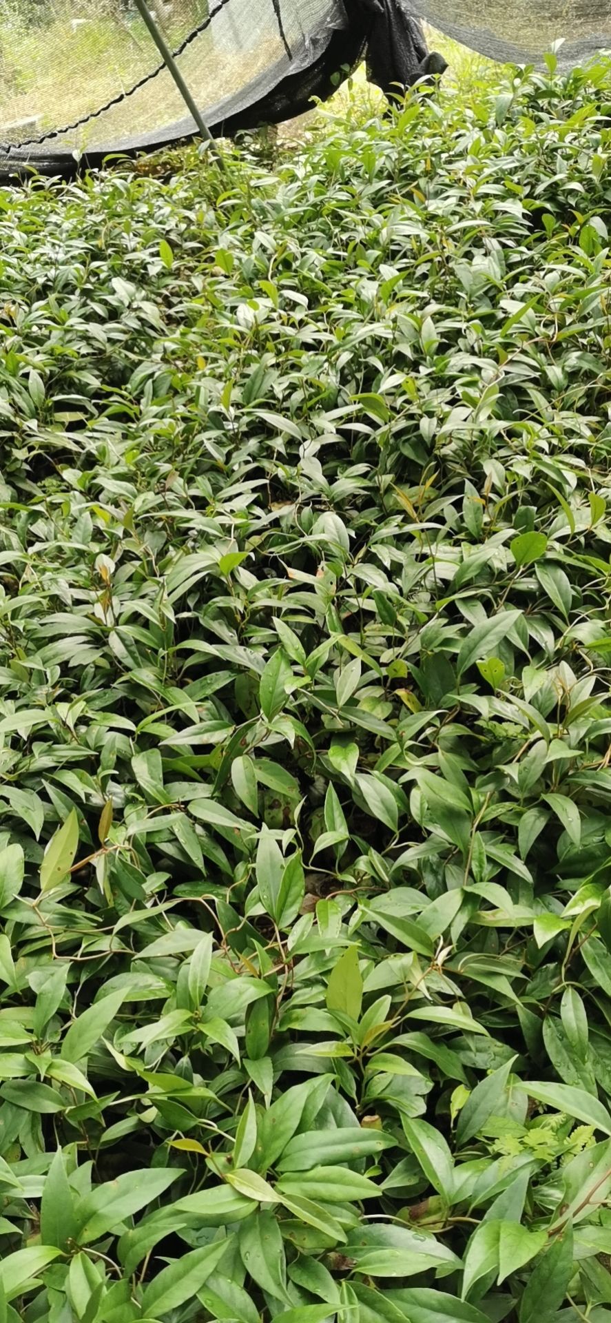 粉红黑老虎苗  基地直供优质高产脆甜可口南北可种布福娜黑老虎