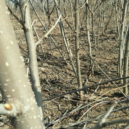 柘城县四季大果桑苗 恒新种植培育有一到三年优质果桑苗，量大从优，欢迎选购！