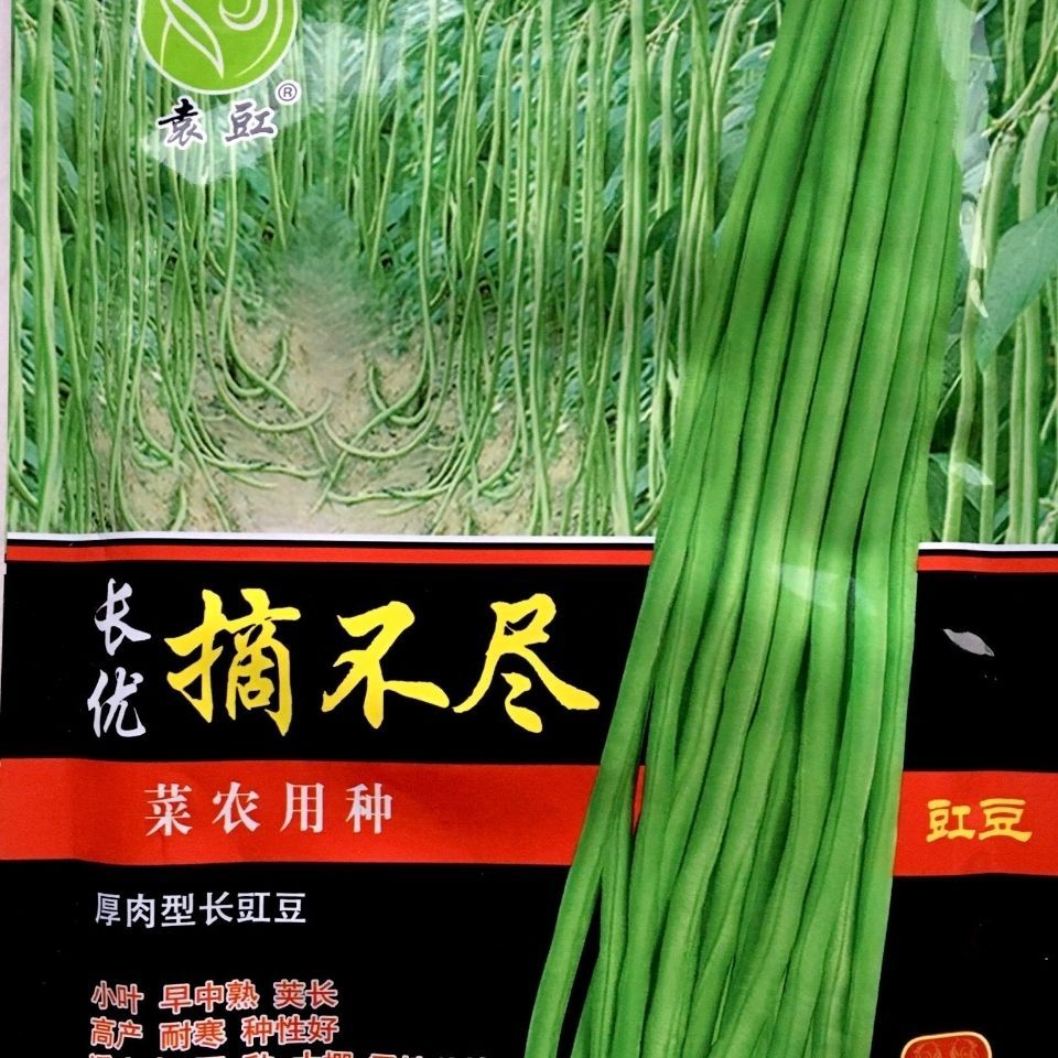 架豆王种子 豆角种子农标9号豆角种子早中熟夹翠绿色少鼠尾不易鼓籽豆角种子