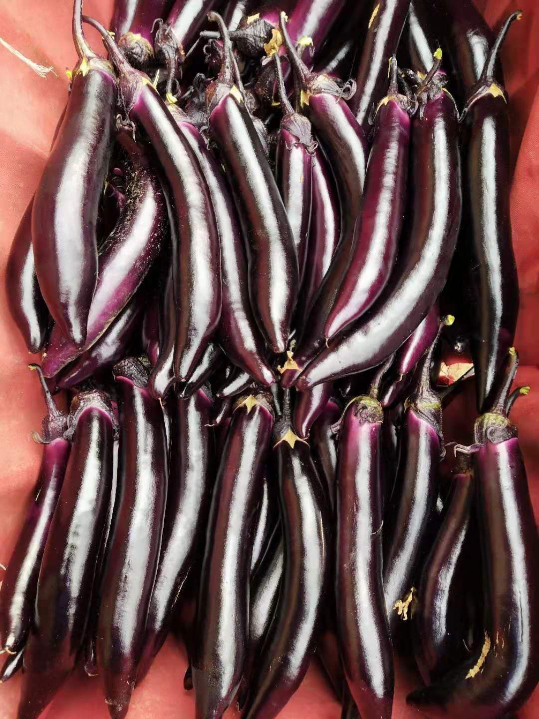紫长茄  基地供货，