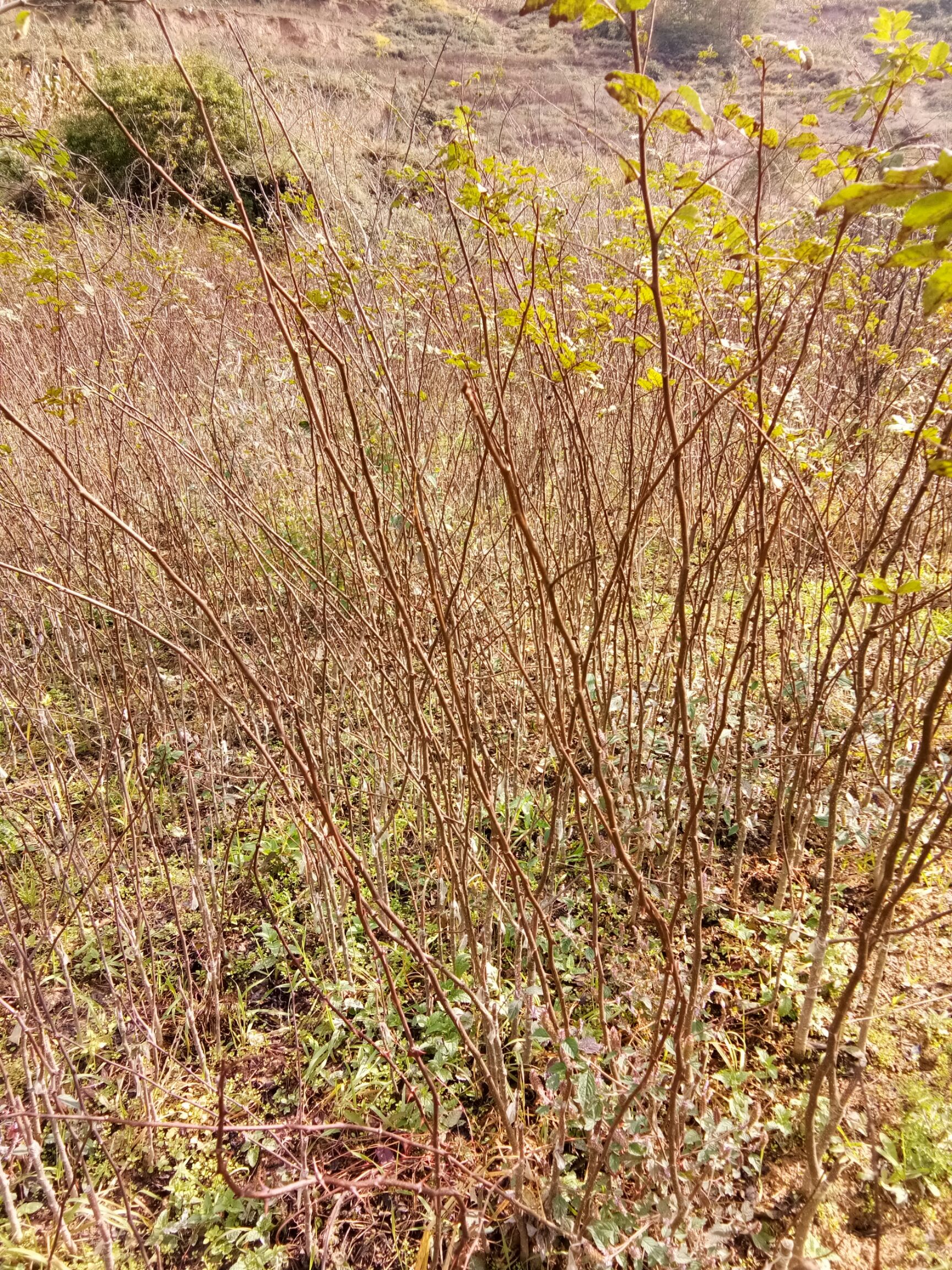 嫁接无刺花椒苗   大红袍无刺花椒苗  产地陇南