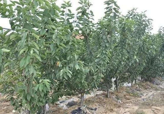 肥城市定杆高度50樱桃苗品种纯度高，质量好，长势旺盛！