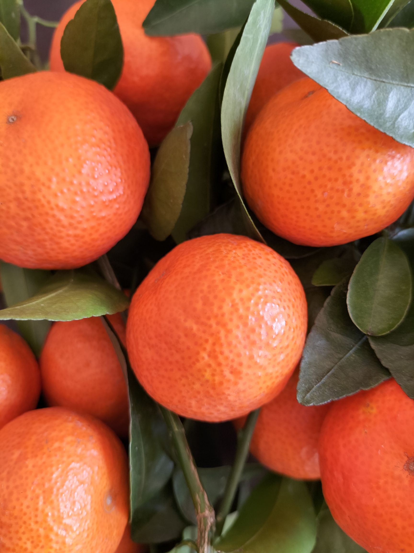 沃柑 广西壮族自治区桂林市灌阳县 特级果 