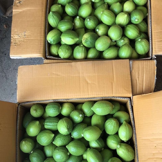 阳春市新鲜广东香水柠檬