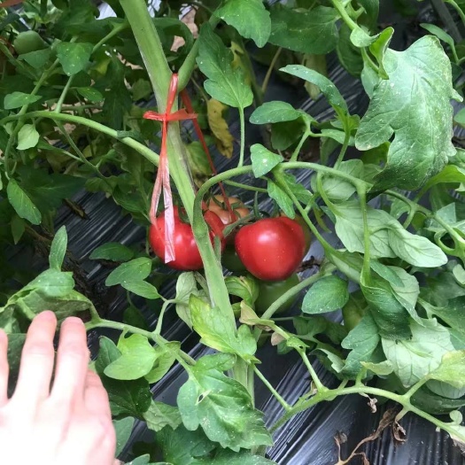 泾阳县普罗旺斯番茄  普罗旺斯新鲜上市