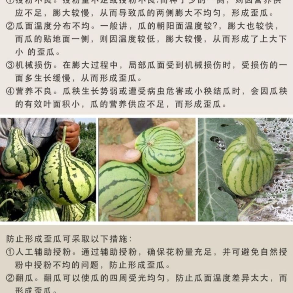  西瓜种子卡其黑旋风西瓜种子高抗病大果耐重茬皮色黑色西瓜种子