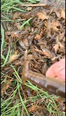 潜江市小龙虾苗  小龙虾虾苗，需要的联系