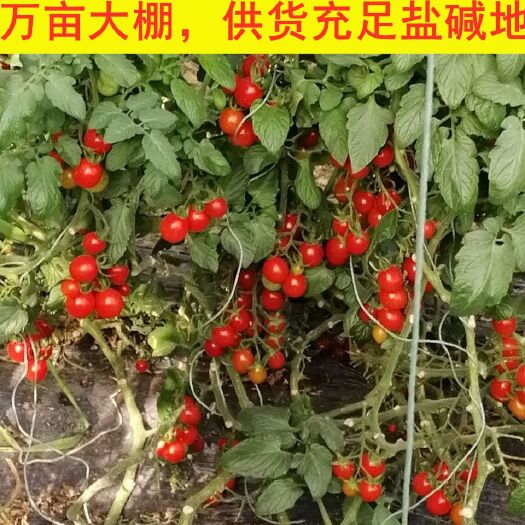 平度市正宗平度市盐碱地釜山88圣女果！糖分13-15圆头通货