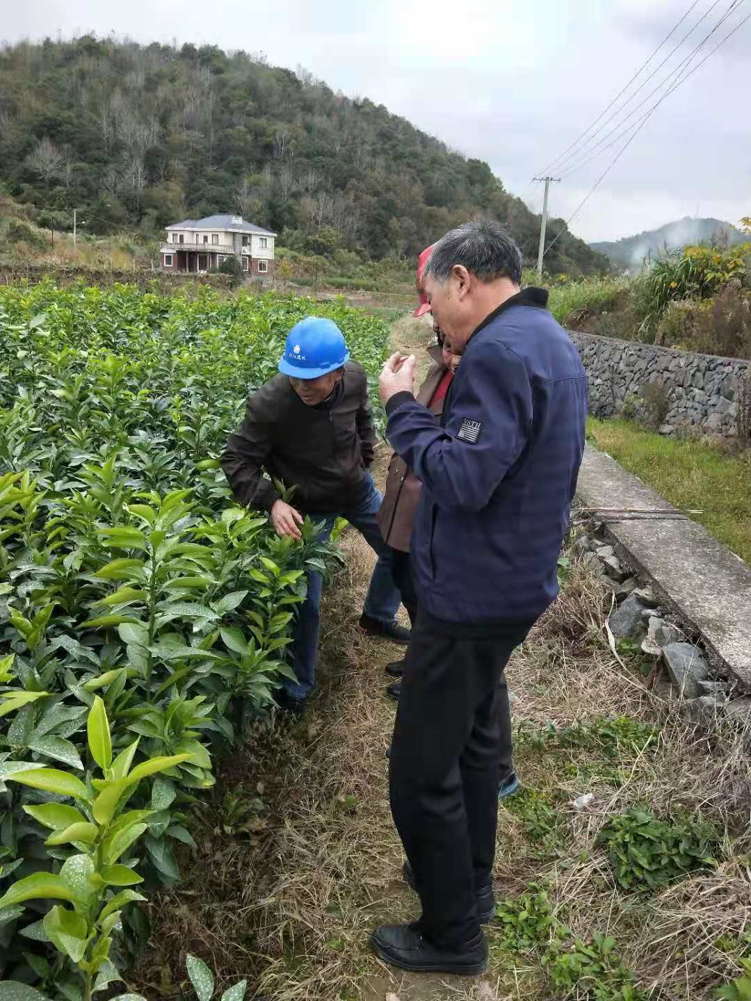 象山黄美人柑橘苗，爱媛68，价格实惠，欢迎实地考察！