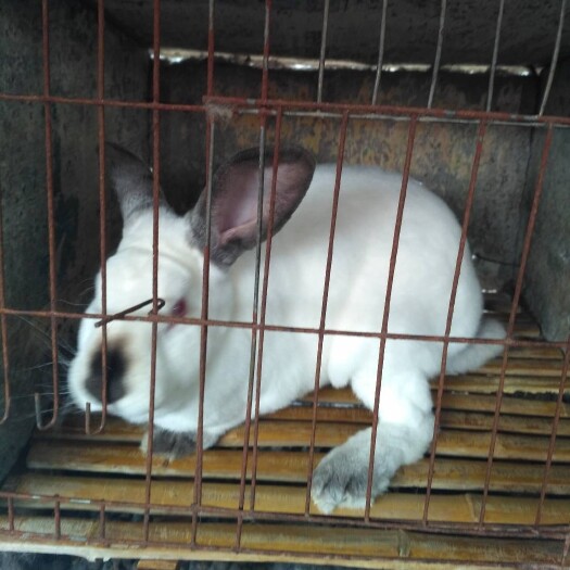 嘉祥县熊猫兔 大型肉兔养殖场 伊拉兔幼兔种兔养殖出售