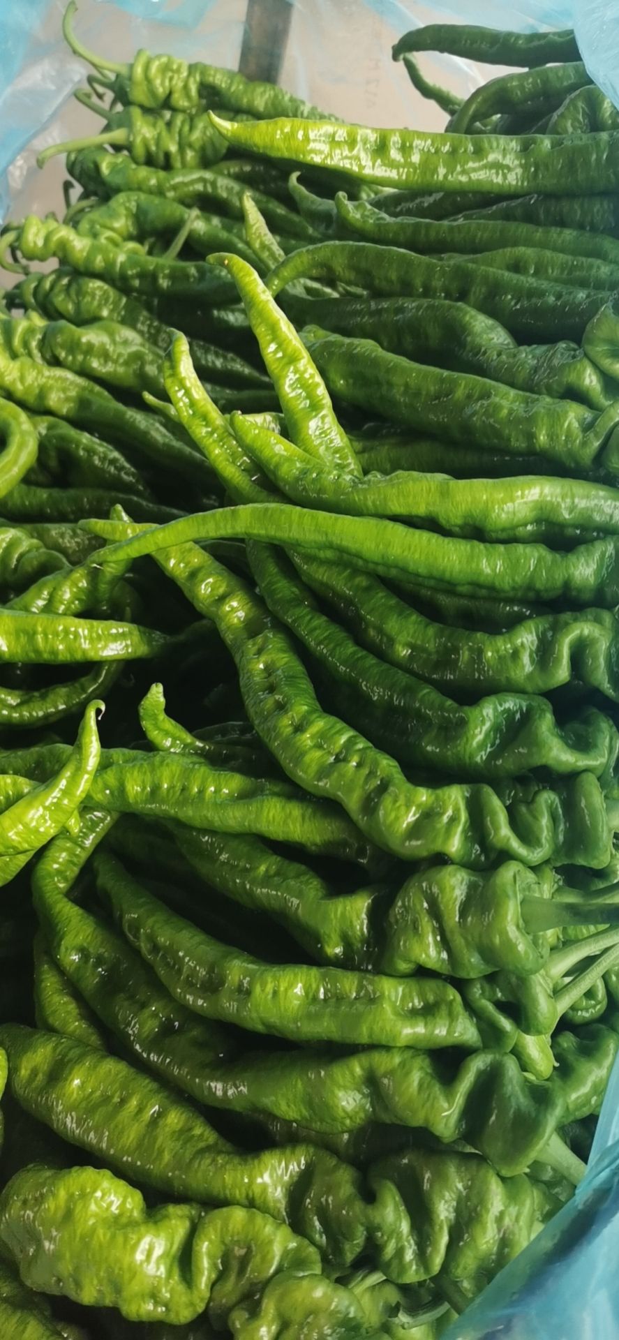 精品龙椒,螺丝椒,大量上市,大量有货,质量很好,价格不高.