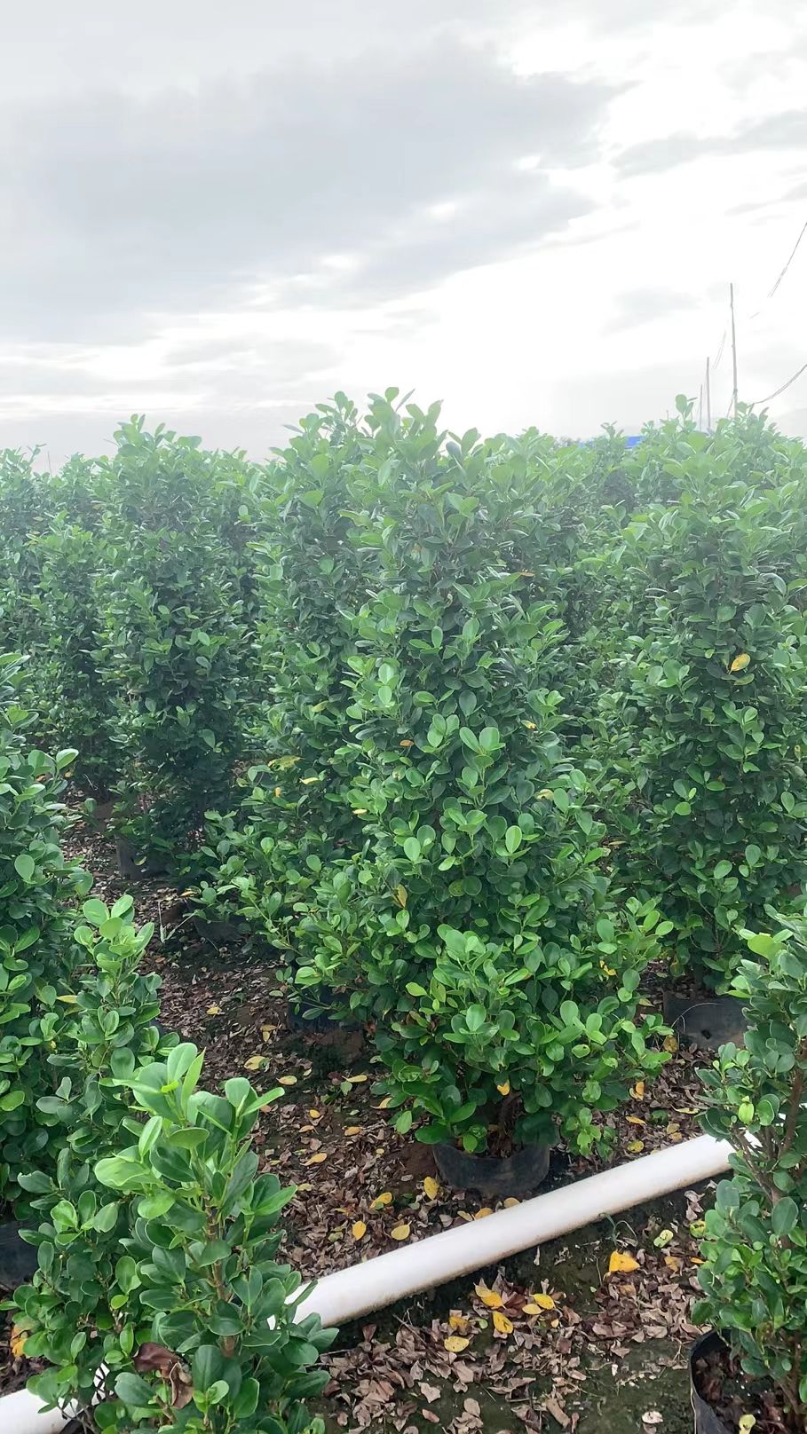 火山榕 1.3～1.5米，基地直销，价格优惠