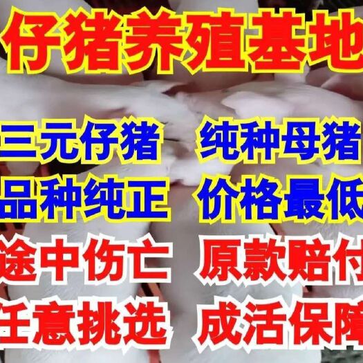 莒县三元仔猪  仔猪销售 厂家直销 品种齐全 防疫严格