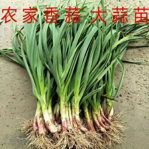红皮蒜 蒜苗等各种蔬菜   全国各地   代收代发代卖  量