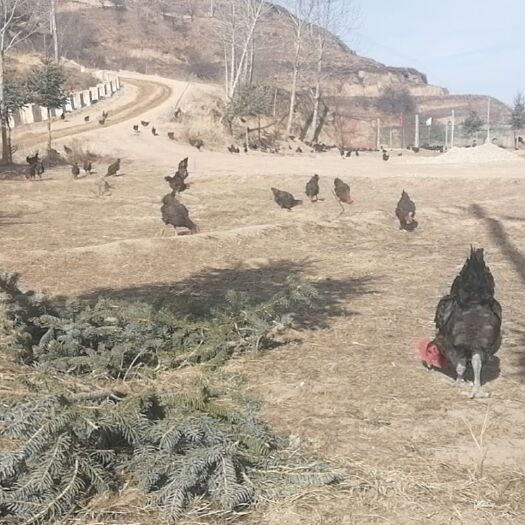 镇原县 散养土鸡
