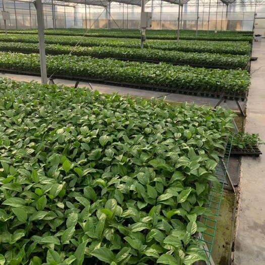 四会市黄金百香果苗  【引进育苗技术】大黄金（龙延香）百香果脱毒嫁接苗