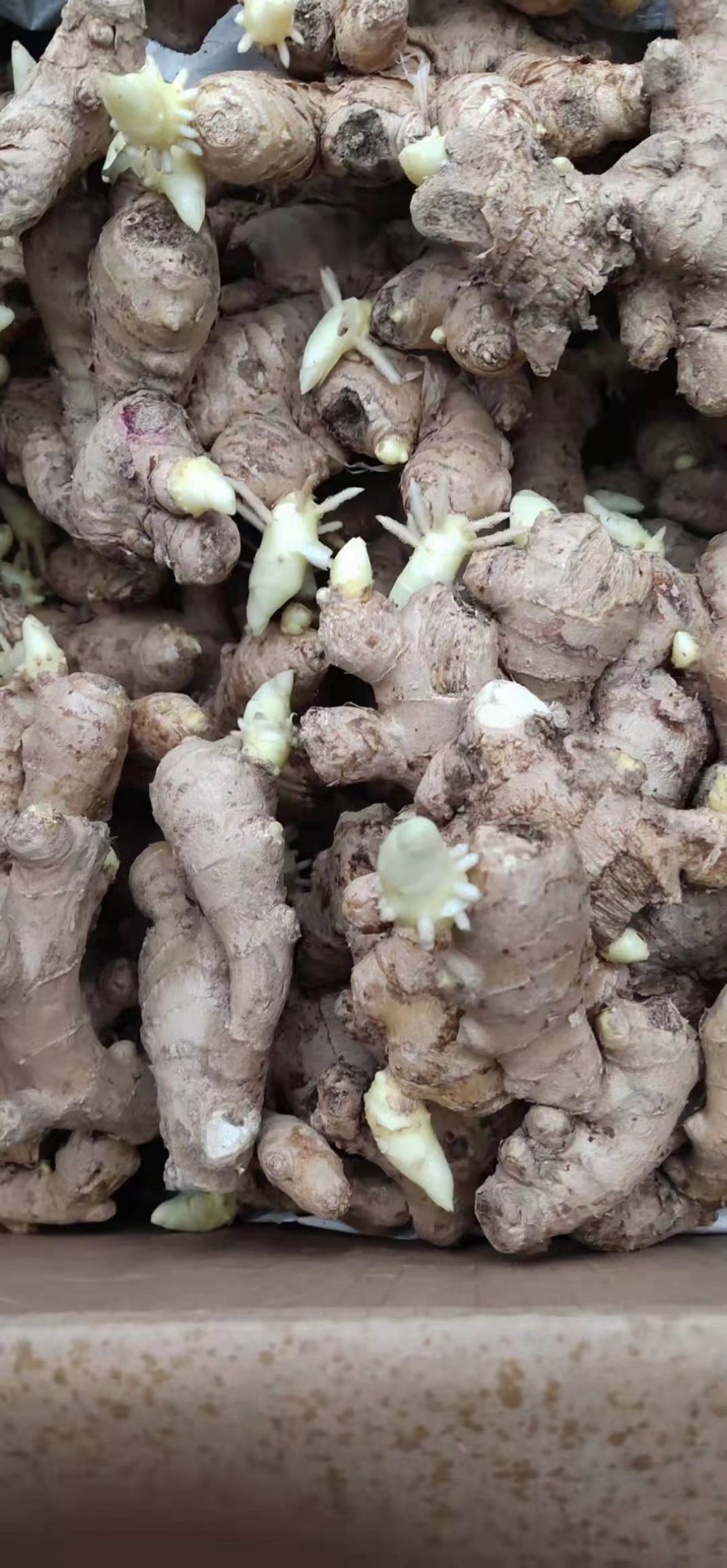  生姜，山东沂蒙山优质大黄姜，小黄姜，欢迎各位老板选购