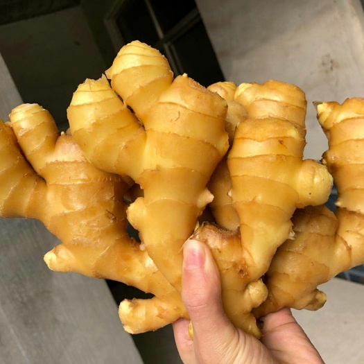 普安县精品【大黄姜】产地一手货源!产地直销  坏烂包赔