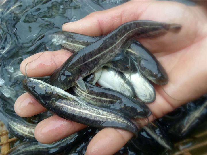 鲶鱼苗，大量现货，欢迎各位老板来电咨询