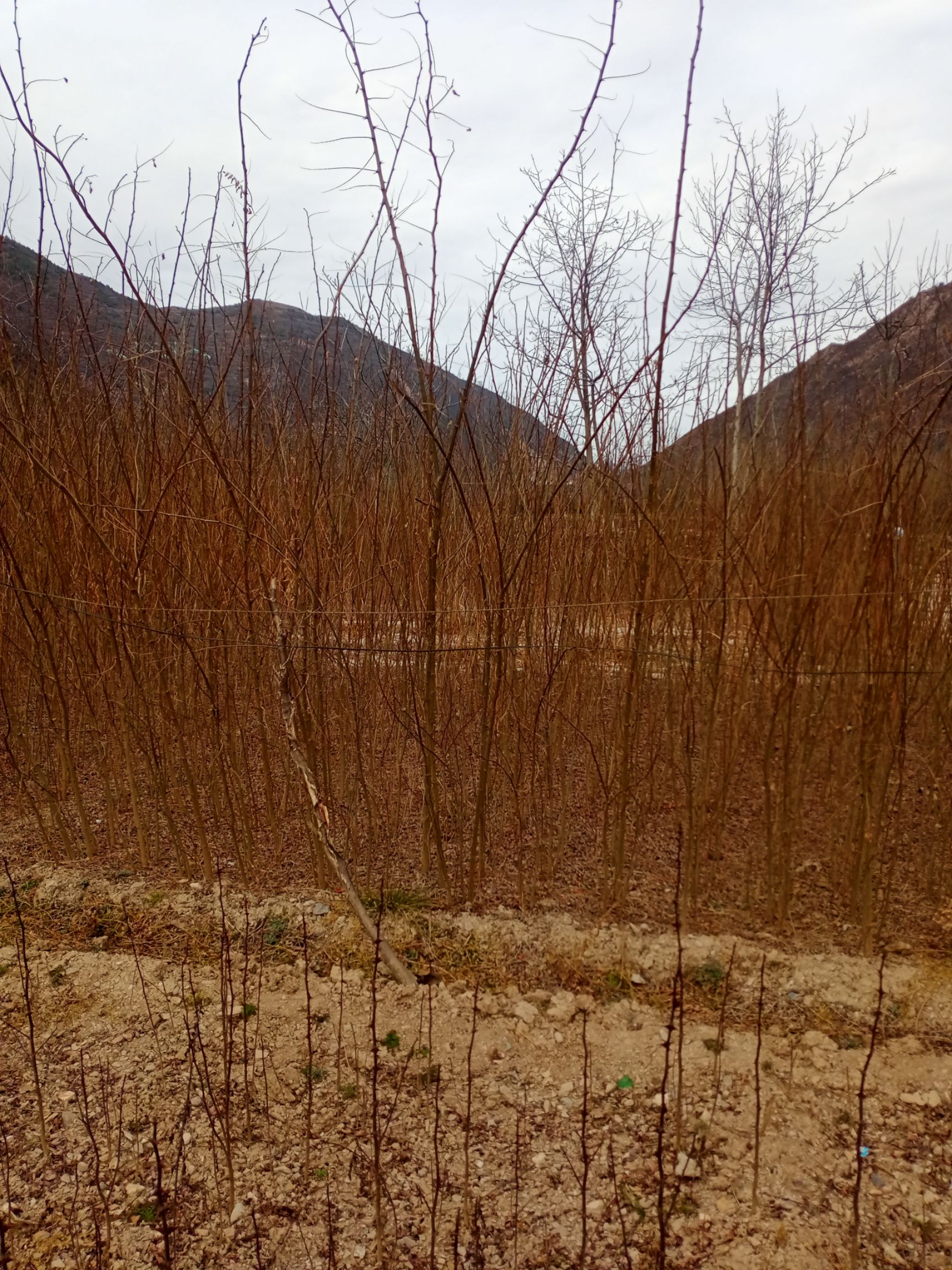 刺槐 出售自种优质棘槐苗，根部发达，生长快，成活率高，正在热卖中