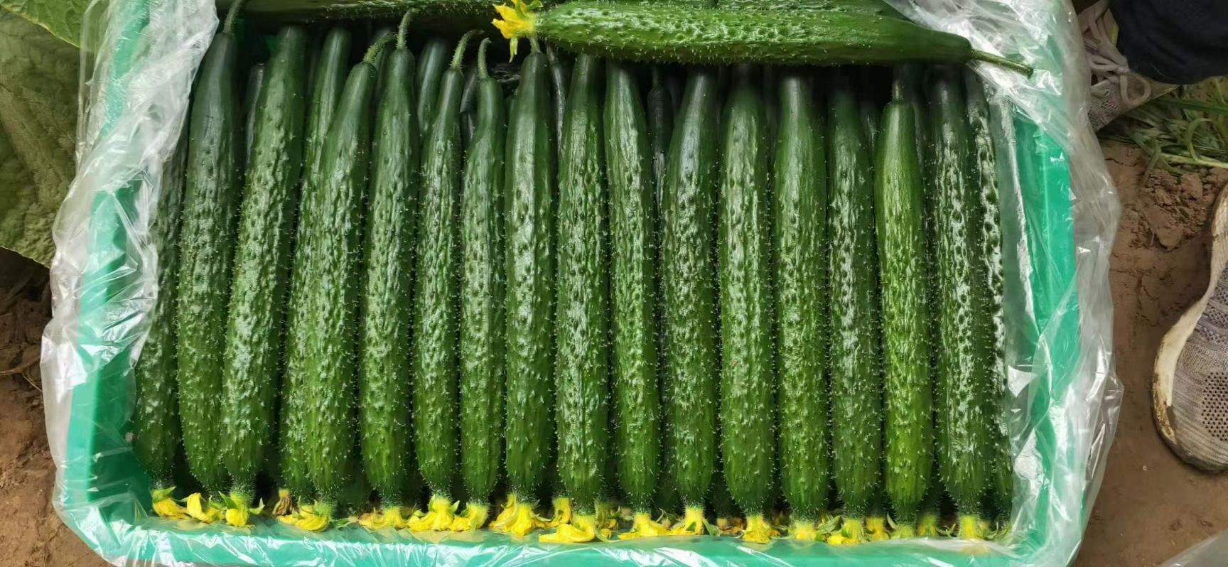 刺黄瓜 精品黄瓜大量上市欢迎大佬前来洽谈