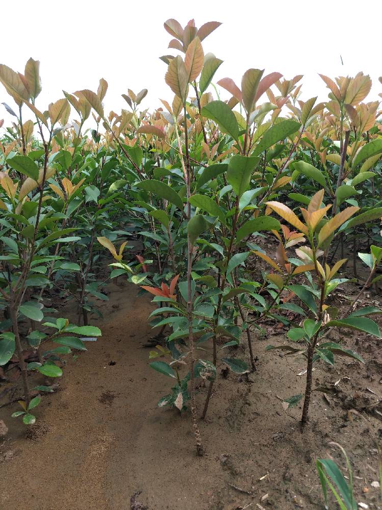  红叶石楠高度30-40冠幅15-30