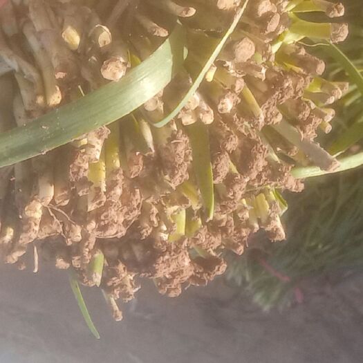 洛阳头刀红根韭菜