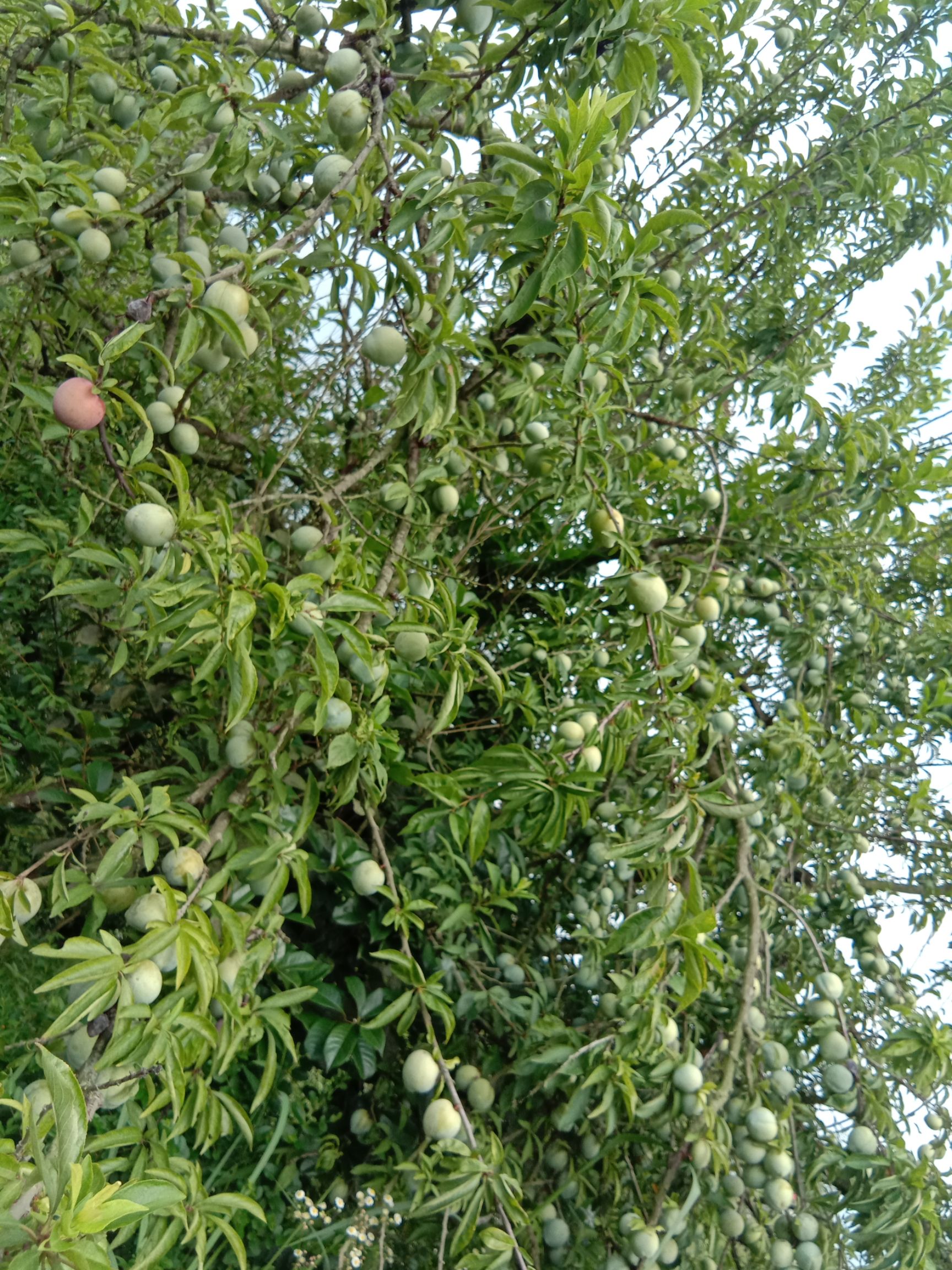 奈李苗  李子苗  黄金奈李  嫁接苗  基地值销