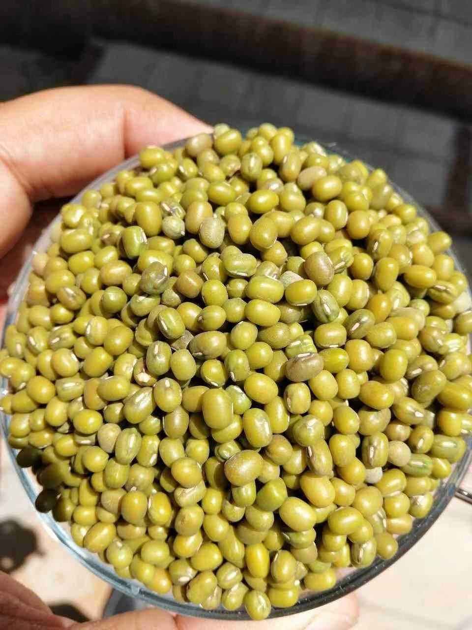 绿芽豆 袋装 1等品 