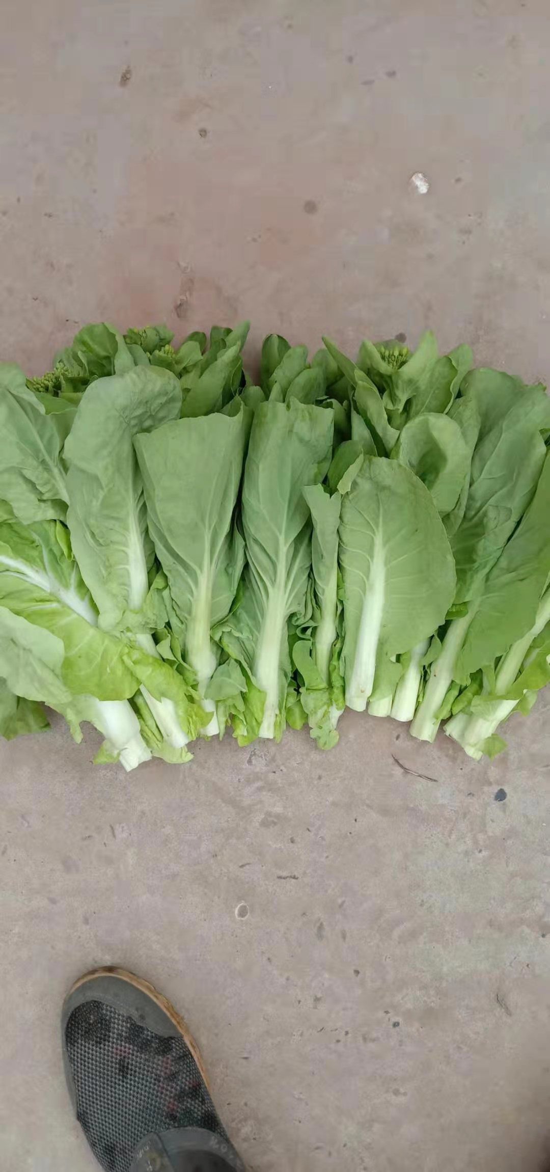 白菜苔 白菜苔现货 湖北白菜苔大量上市 产地直销 可视频看货