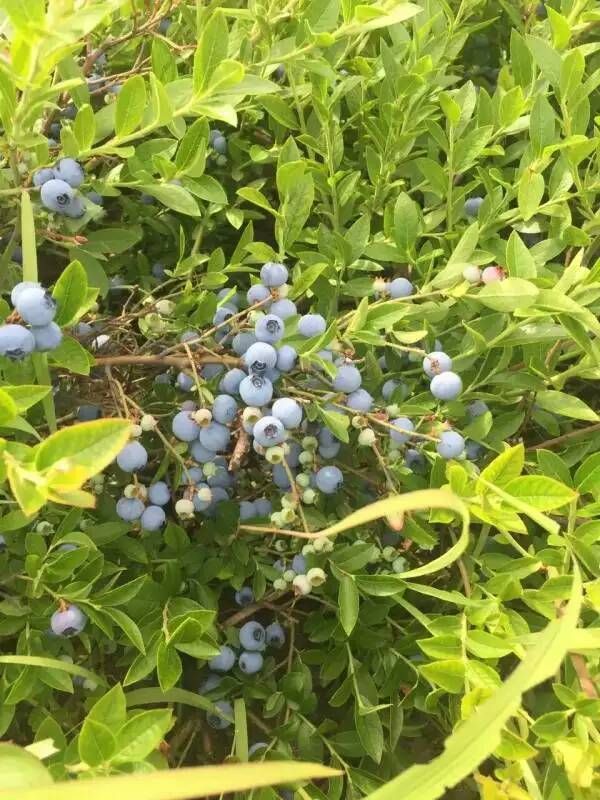 北蓝蓝莓苗  蓝莓苗，嘟柿苗，野生蓝莓苗，大兴安岭野生蓝莓苗，花青素高。