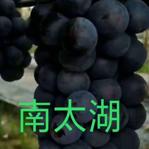 昌黎县南太湖特早葡萄苗