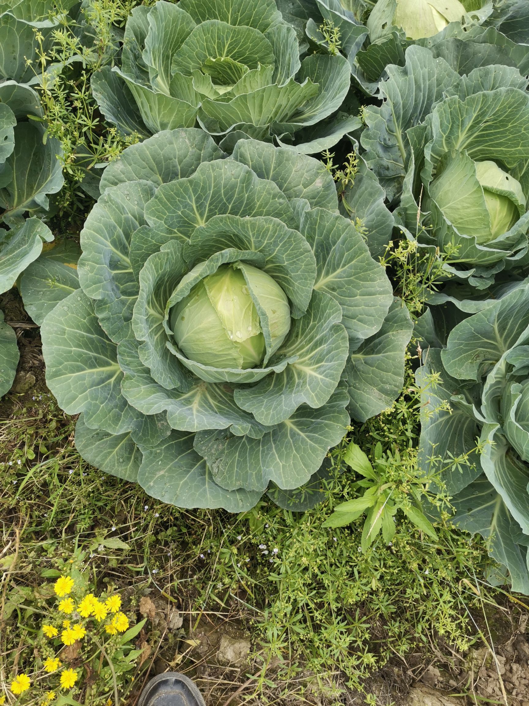 平包菜  大量出售各种包菜