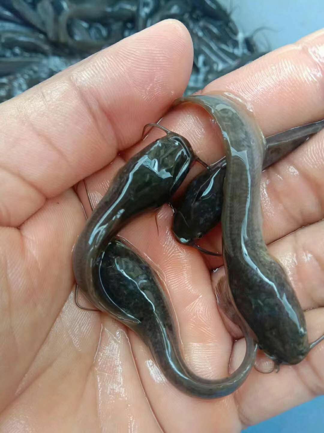 埃及塘鲺鱼苗  埃及鱼苗，快大易养，抗病力强。