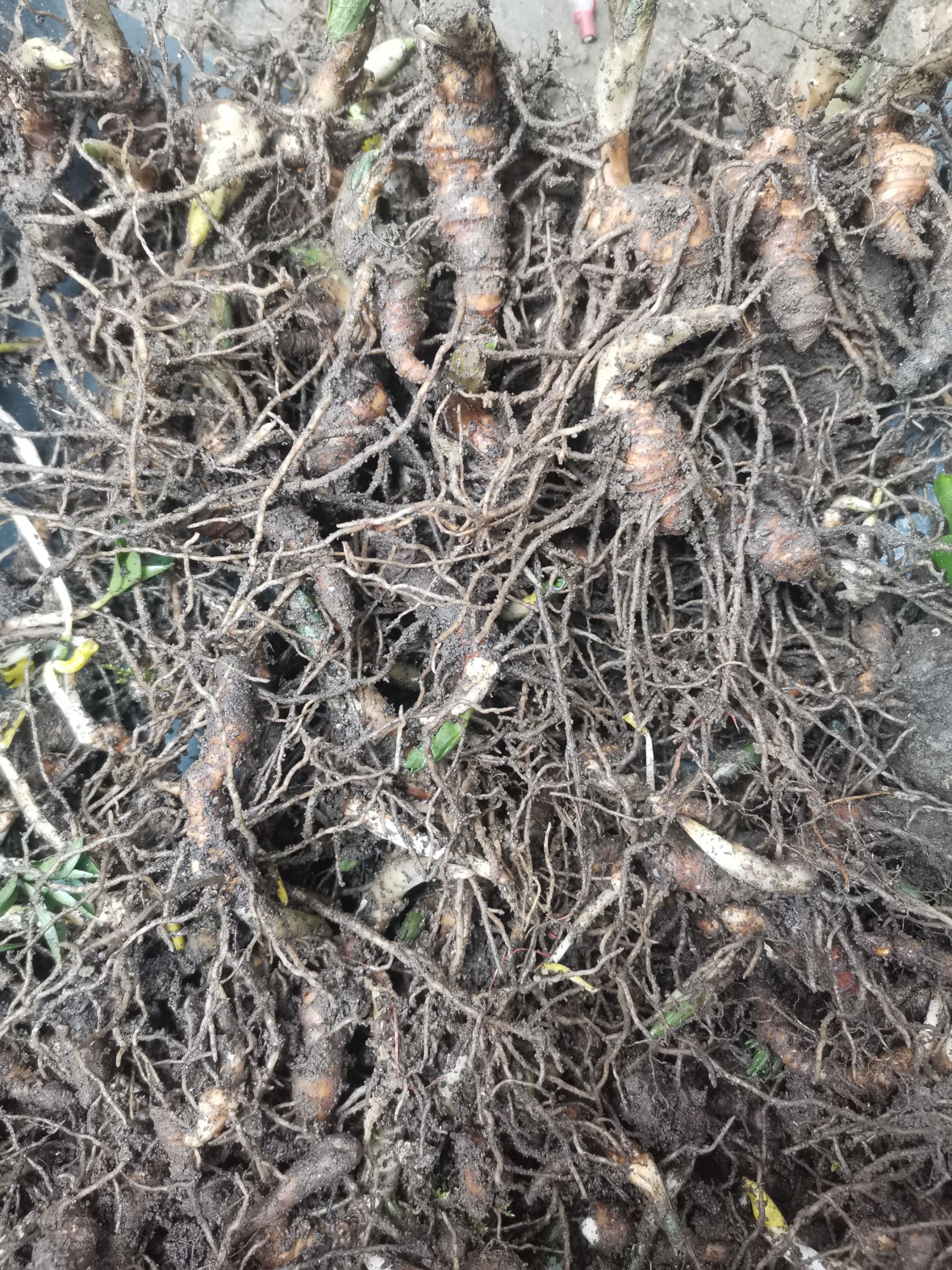  重楼苗，七叶一枝花