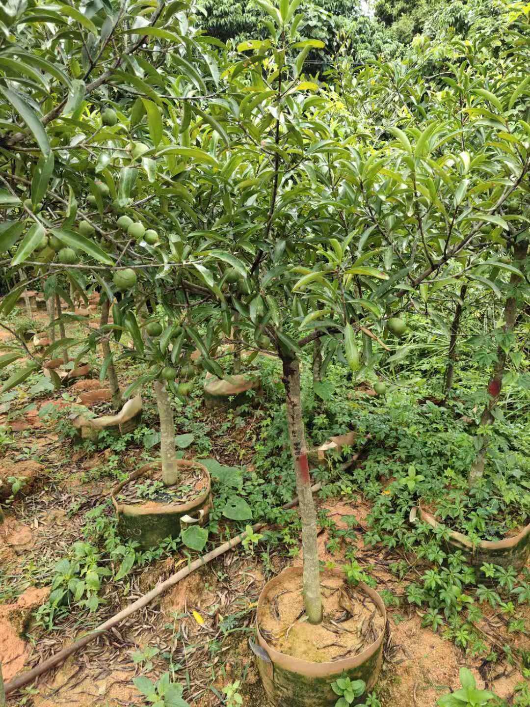 山竹树苗  黄金山竹苗庭院阳台盆栽地栽种植果树苗