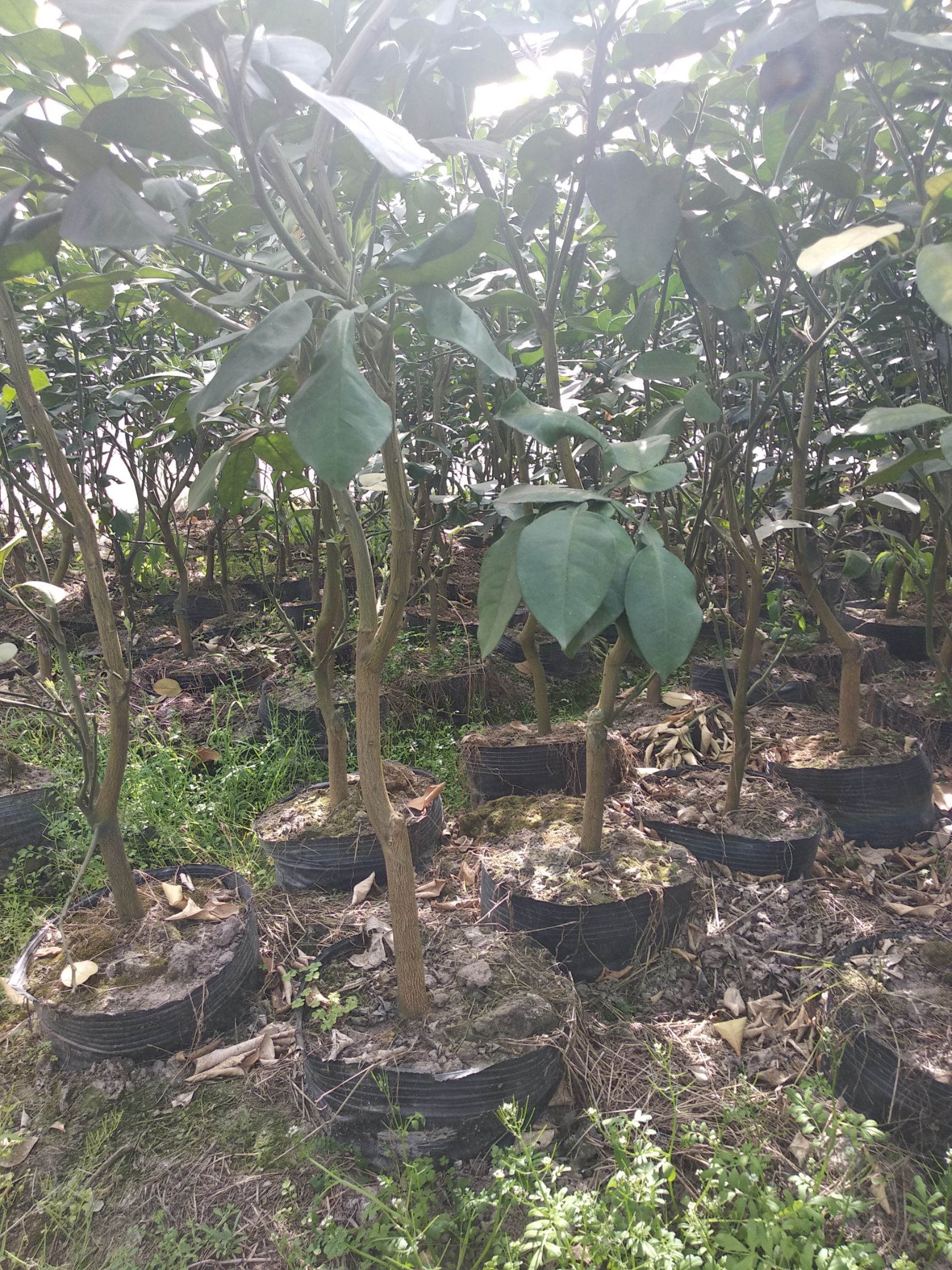 桂柚一号苗 嫁接苗 